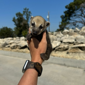 Coatimundi for Sale