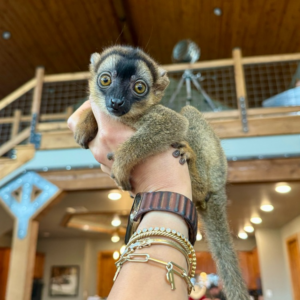 Ring-Tailed Lemur for Sale