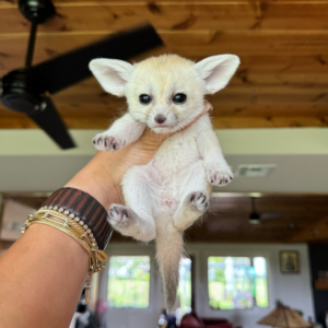 Fennec Fox Kits for Sale