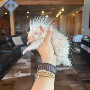 Pet Porcupine for Sale