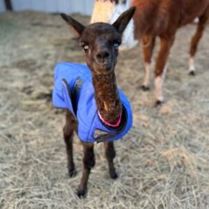 Baby Alpaca for Sale