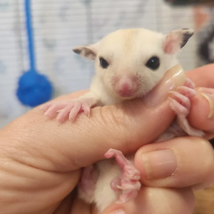 Sugar Glider Joey for Sale