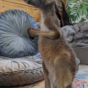 Pet Kangaroo For Sale