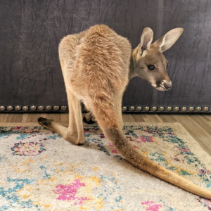 Cheap Kangaroo for Sale