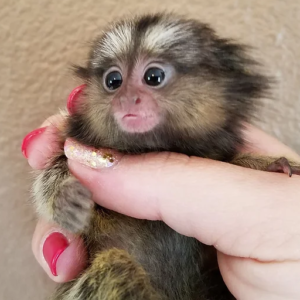 Buy Marmoset Monkey Near Me