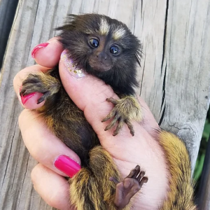 Marmoset Monkeys for Sale Near Me