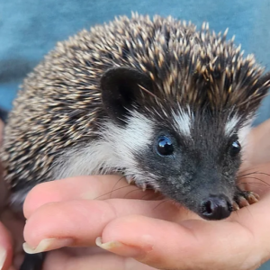 hedgehog pet near me