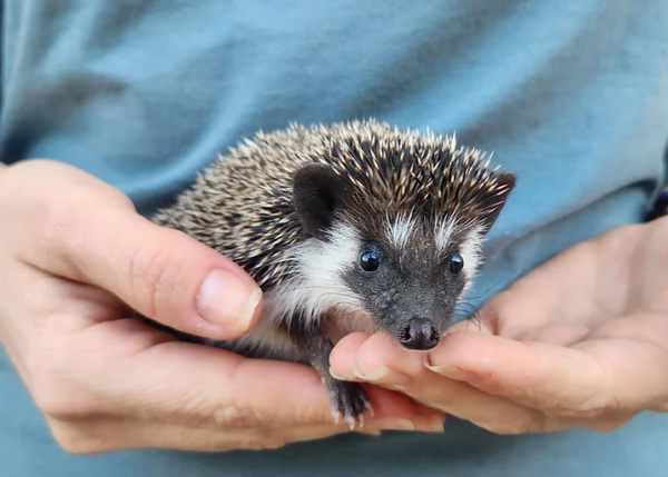 Willow – Female Hedgehog Price €300 - Image 4