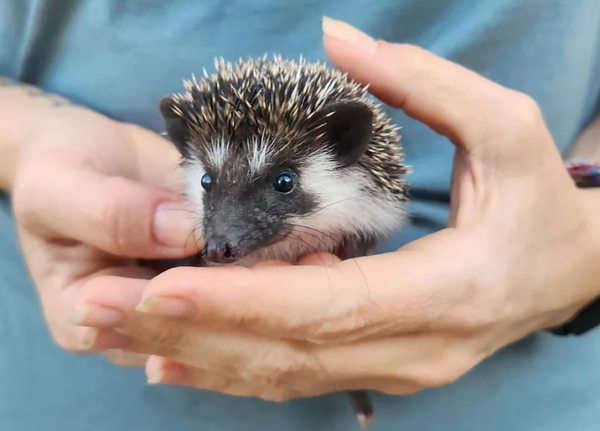 Willow – Female Hedgehog Price €300 - Image 3