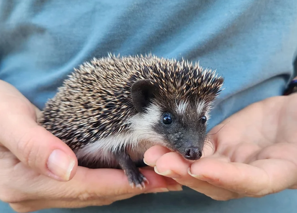 Willow – Female Hedgehog Price €300 - Image 2