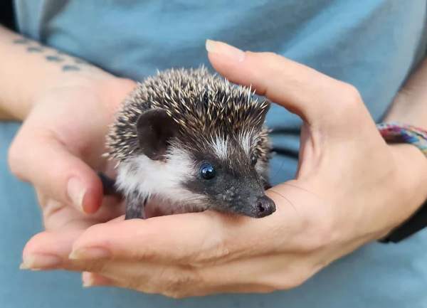 Adopt a Hedgehog Near Me